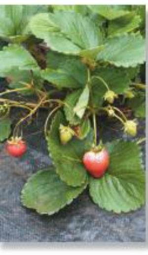 Strawberry Sweet
